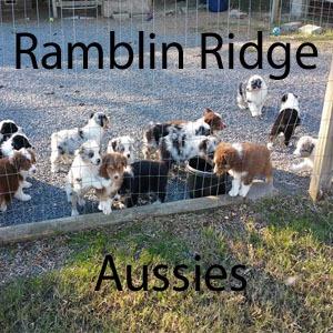 Ramblin Ridge Australian Shepherds