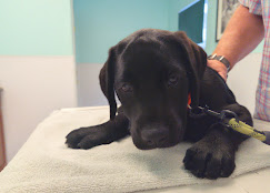 Images Molasses Creek Dog Training, LLC