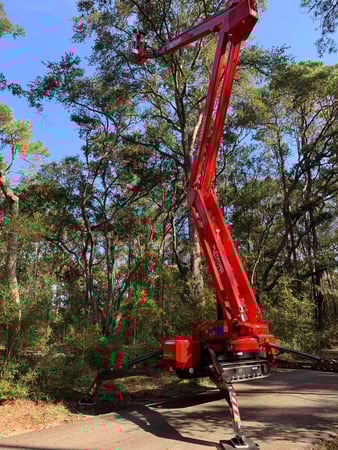 Images A Cut Above Tree Experts