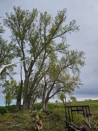 Images H & S Tree Care