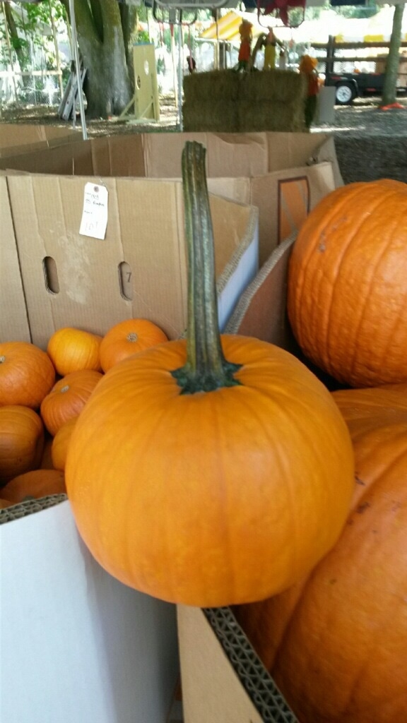 field-trip-pumpkin
