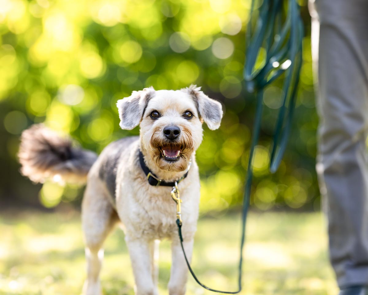 Hundeschule Canicompass, Gangesallee 29 in Schwalmtal