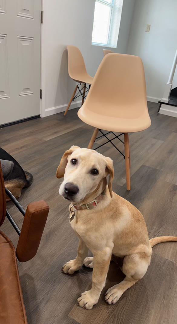 Opal was a big help when we put together all of the office furniture!