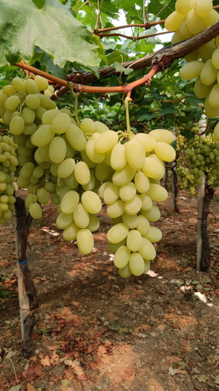 Images Il Meglio Del Meglio