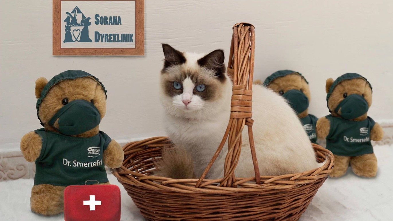 Images Sorana Dyreklinik & Kattepension