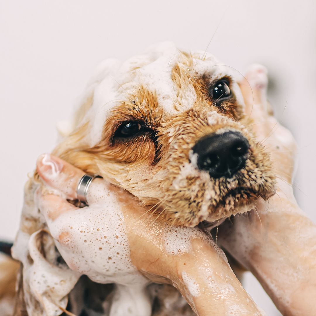 Images Vet & Cie Brossard | Vétérinaire indépendant & québécois, Toilettage, Parc canin, Urgences chiens et chats | Montérégie