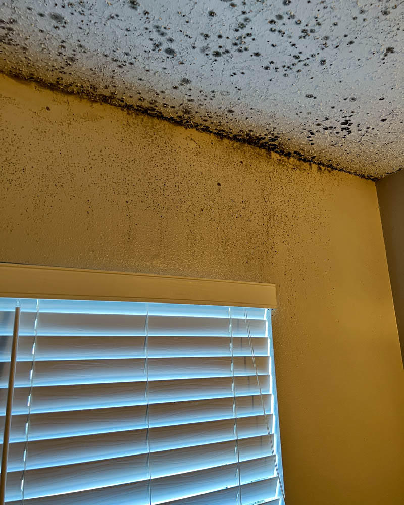 Mold doesn’t usually go away on its own. The length of time and amount of water needed for mold to grow depends on the type of mold, how much moisture is in the air and how strong the source of moisture is.