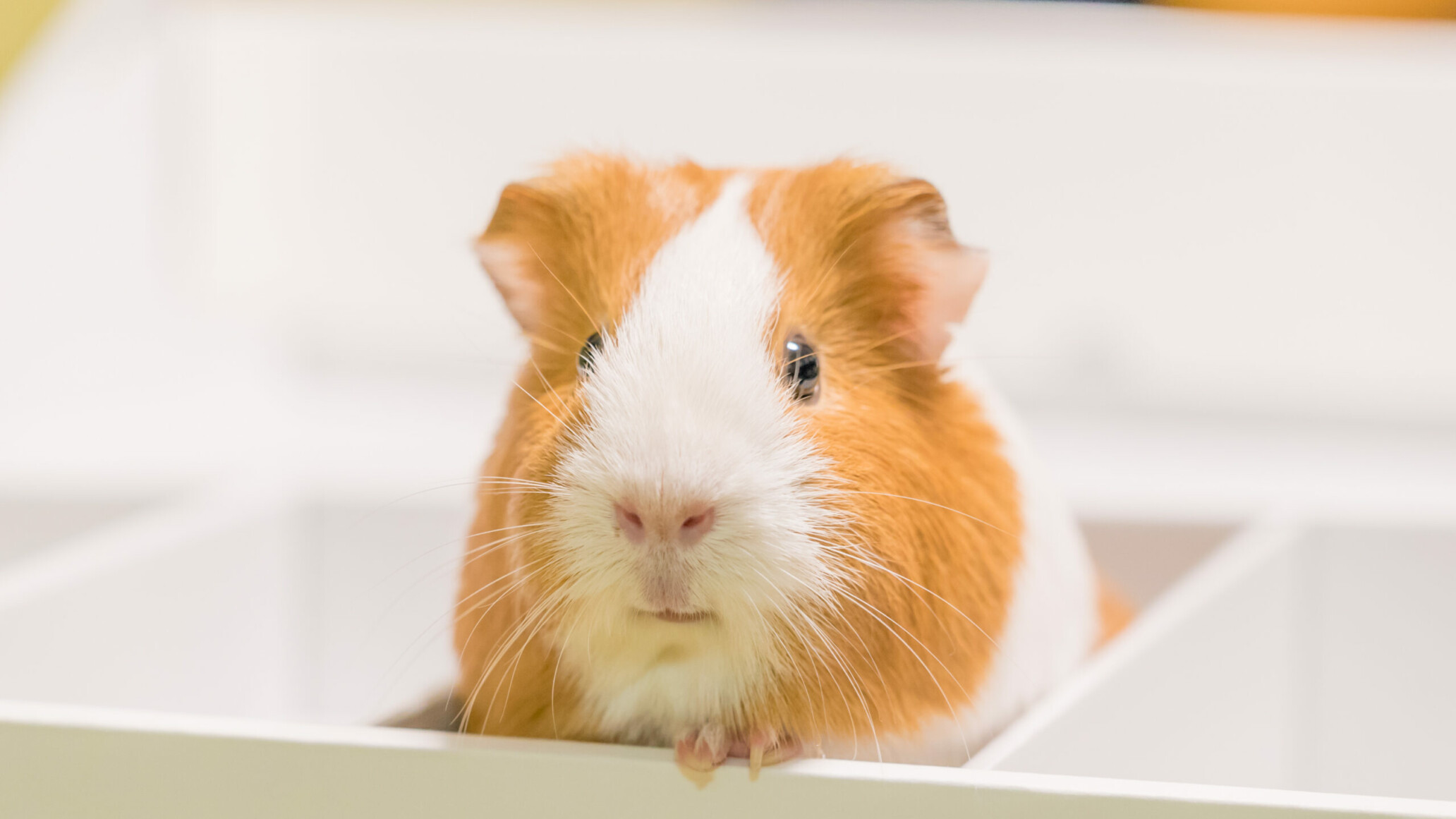 Tierarztpraxis Dresden Coschütz, Achtbeeteweg 43 in Dresden