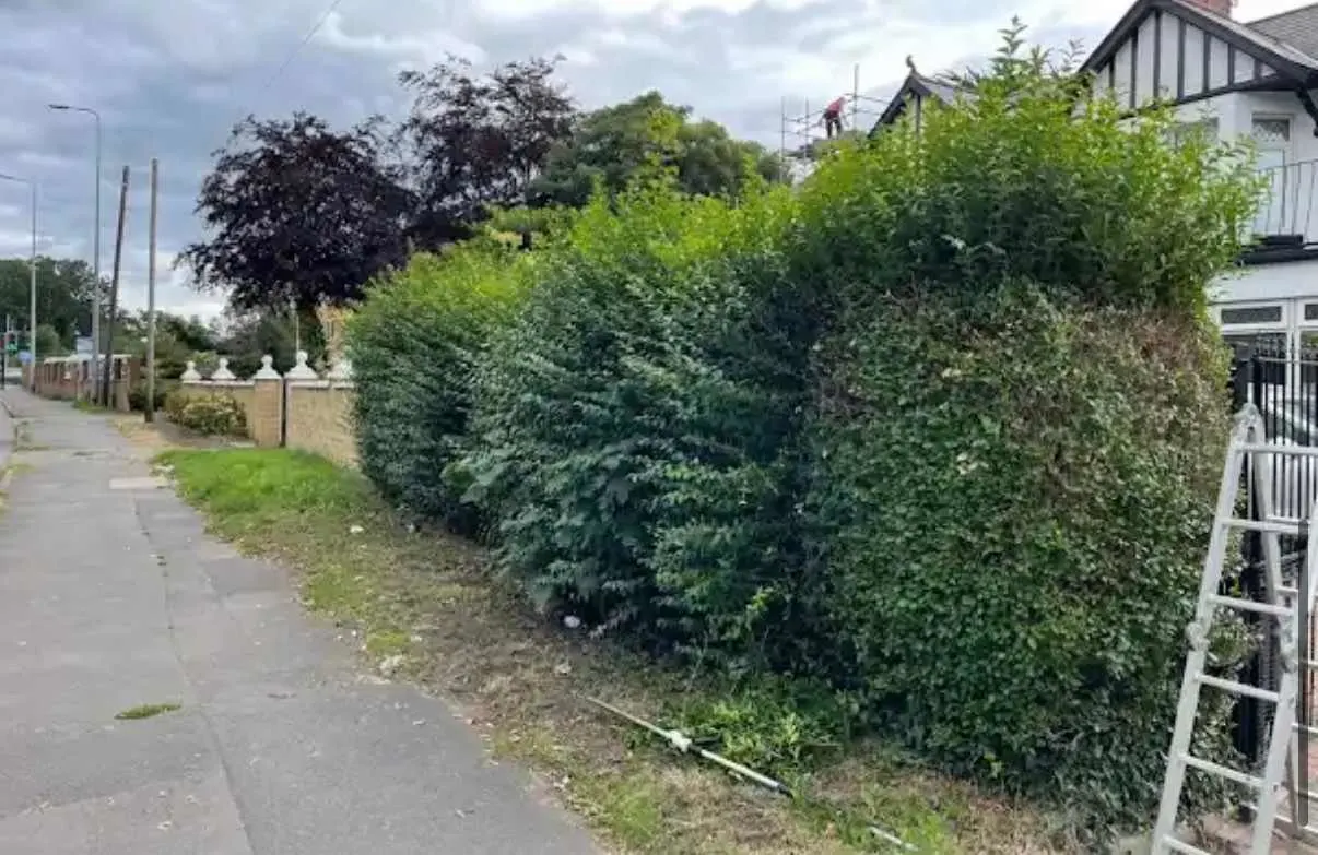 Images Tree Doctors & Landscaping