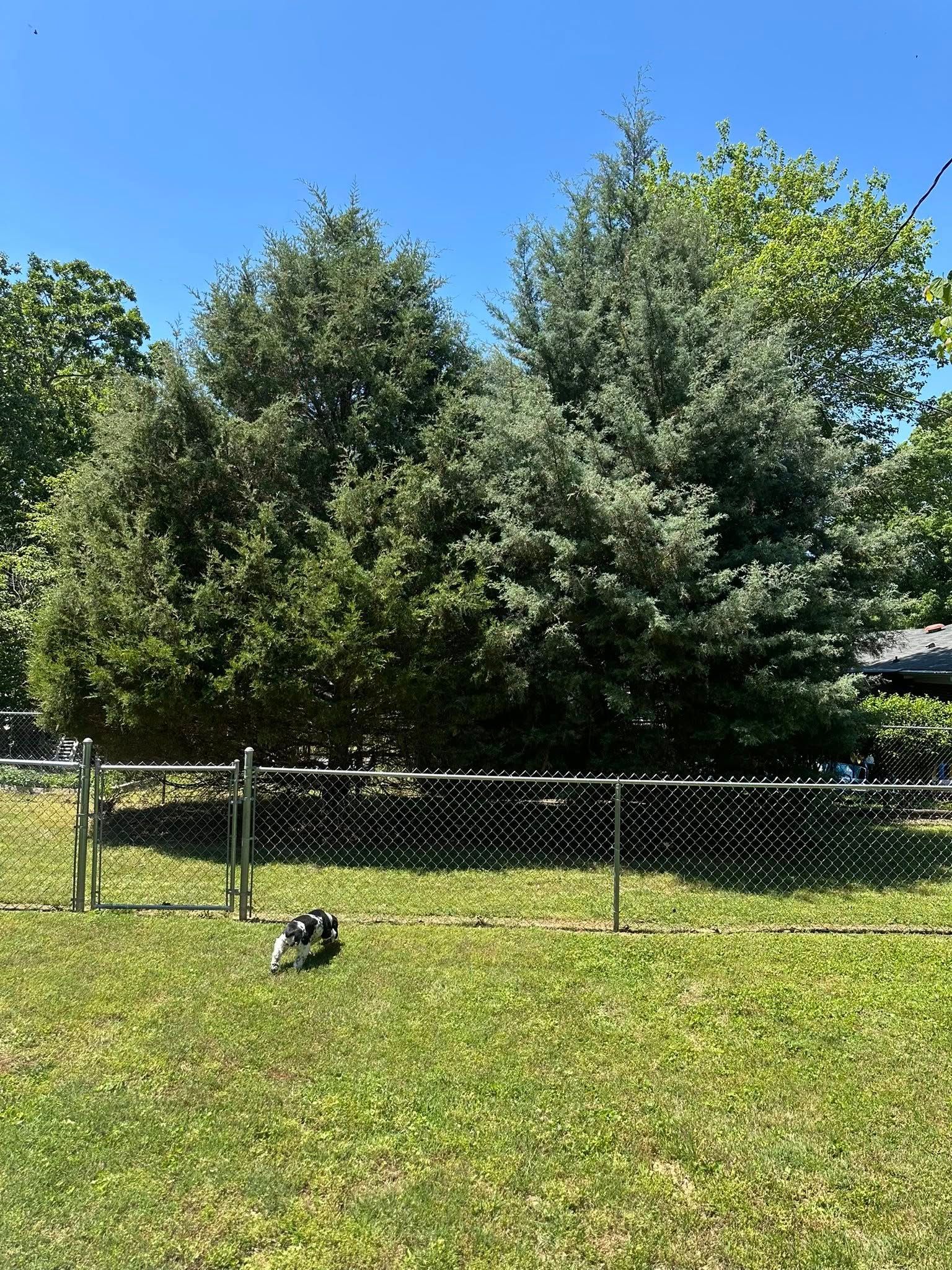 Cook's Tree Service Image