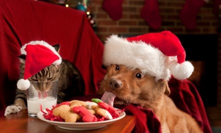 Images Atlantic Highlands Animal Hospital