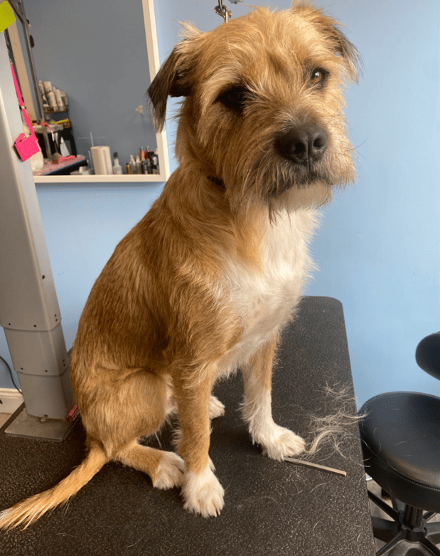 Images Miss Molly's Lap of Luxury Grooming Salon