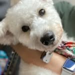 Images たまとポチ 宇津木店