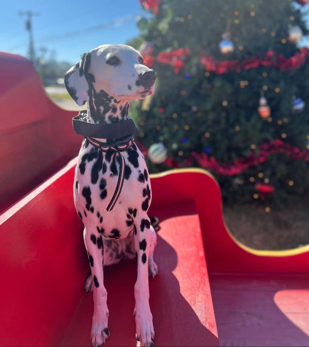 Merry Christmas from the pups of Marianne Leal State Farm!
