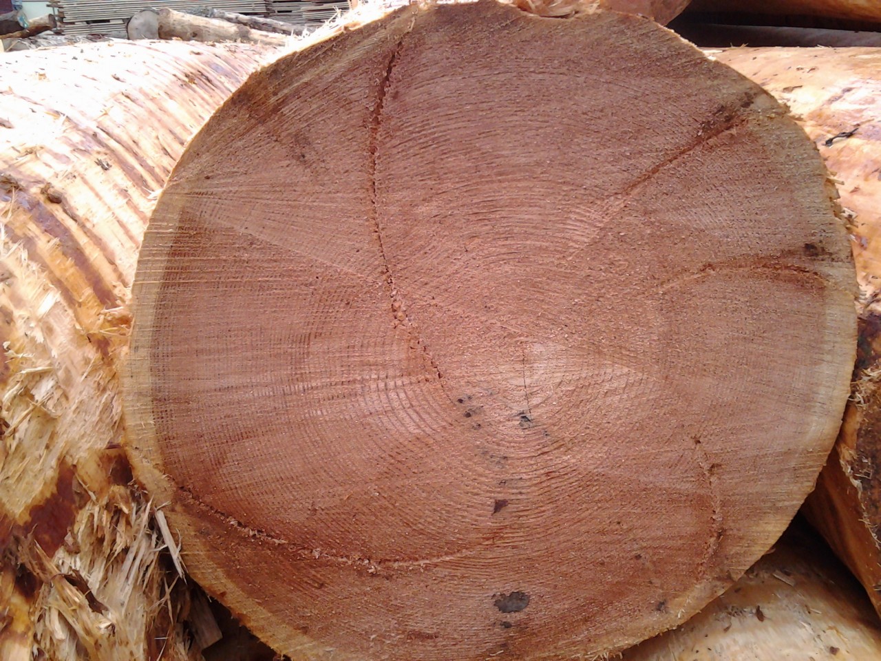 Bild 2 von Sägewerk Mayer GmbH