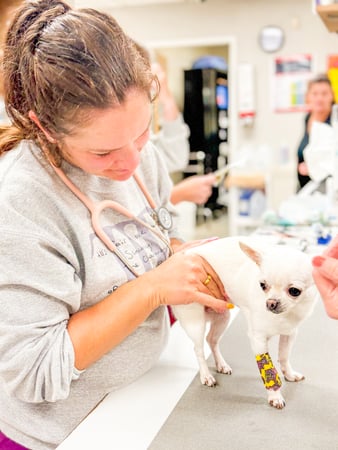 Images Floral Parkway Animal Hospital