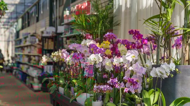 Images Mahoney's Garden Center