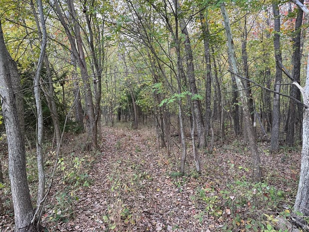 Images RED'S Forestry Mulching