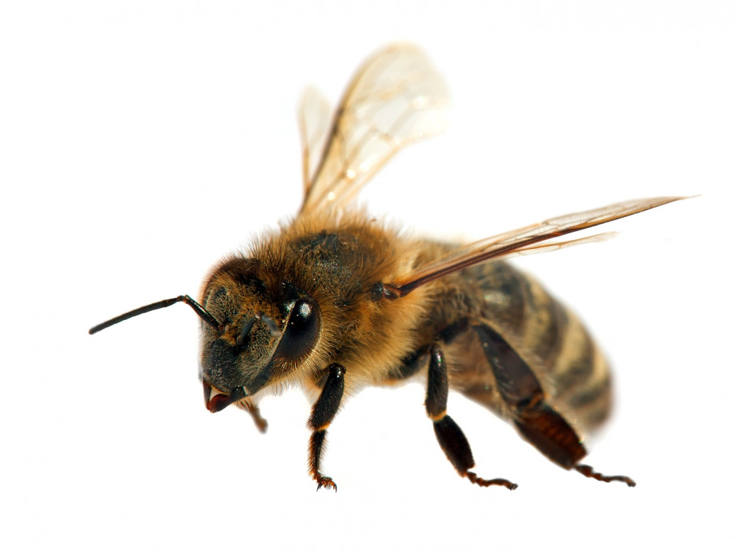 carpenter bee pest control exterminator services