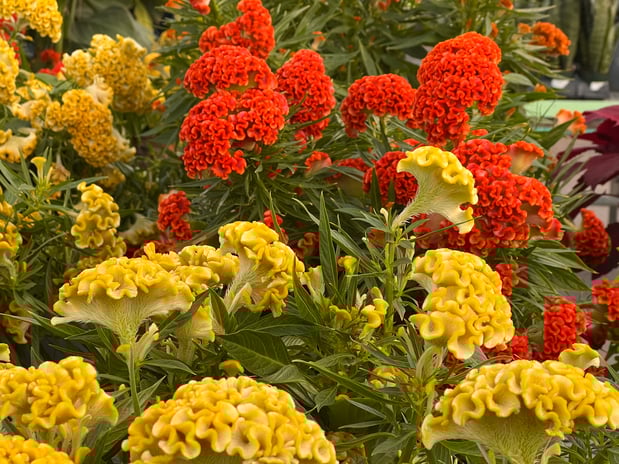 Images Grant Line Garden Center & Nursery
