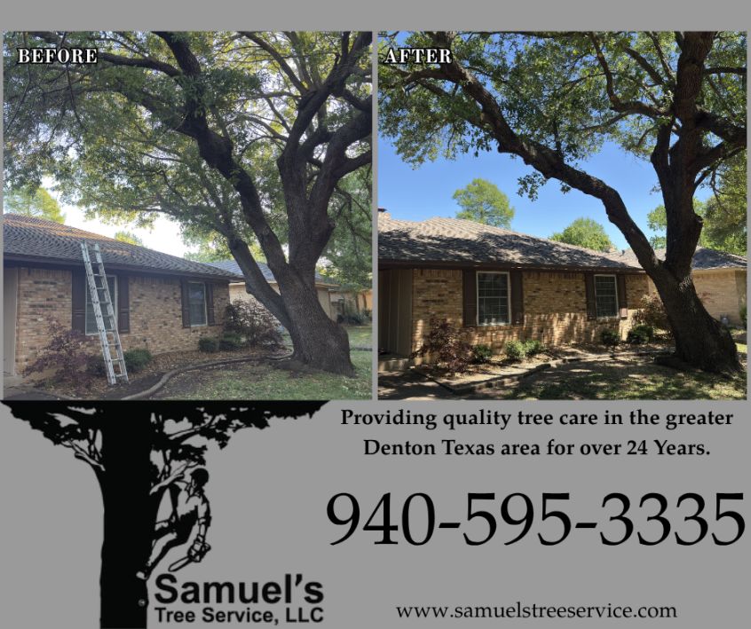 Denton Tree Pruning And Trimming 