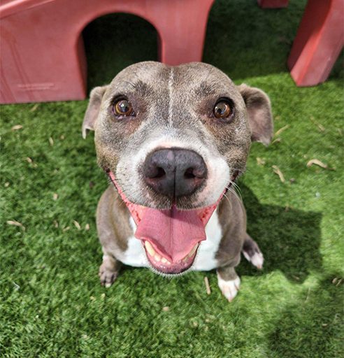 Images Bayside Pet Resort