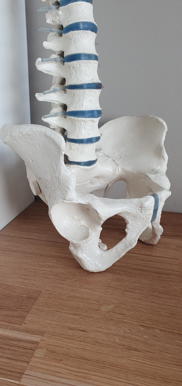 Kundenbild groß 3 Praxis für Osteopathie Susanne Feder