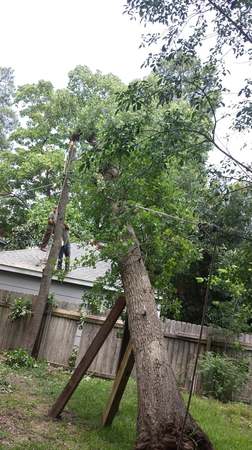 Images TNT Tree Service