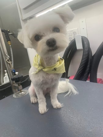 Images Pet, Rinse, Repeat Grooming, Mobile, Salon & Boarding