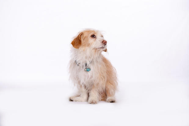 Images VCA Becker Animal Hospital and Pet Resort