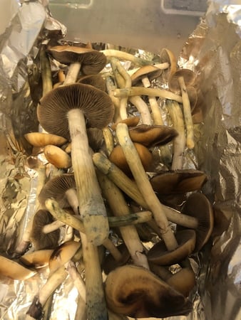 Images 2nd-2-None Mycology
