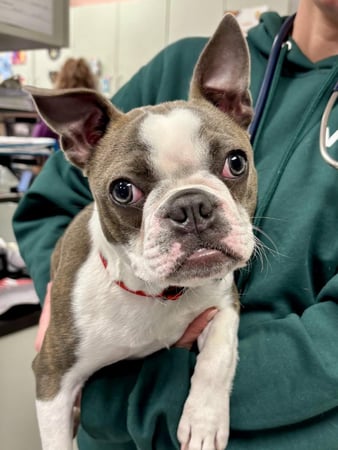 Images VCA Preston Park Animal Hospital