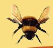 Images L Bee Pest Control