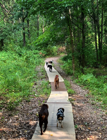 Tails N' Trails Pets, Waukesha County Dog Walker and Pet Sitter in Waukesha, WI.