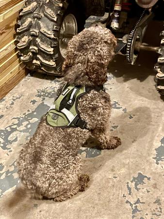 Images Canine Synergy LLC