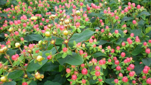 Images Magtenbølle Planteskole ApS