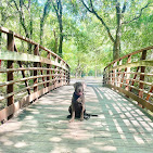 Images Dog Pawpa K9 Connection