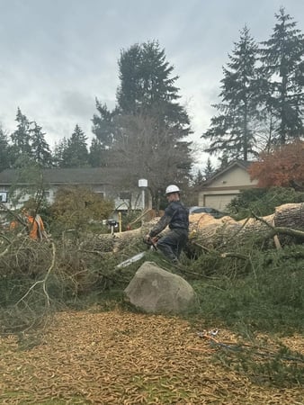 Images Mansfield Tree Services LLC