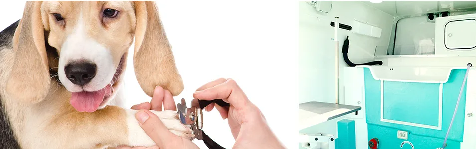 Images The Pawfectionist