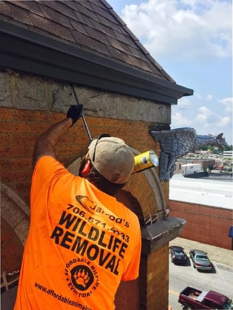 Images Do It Yourself Pest Control