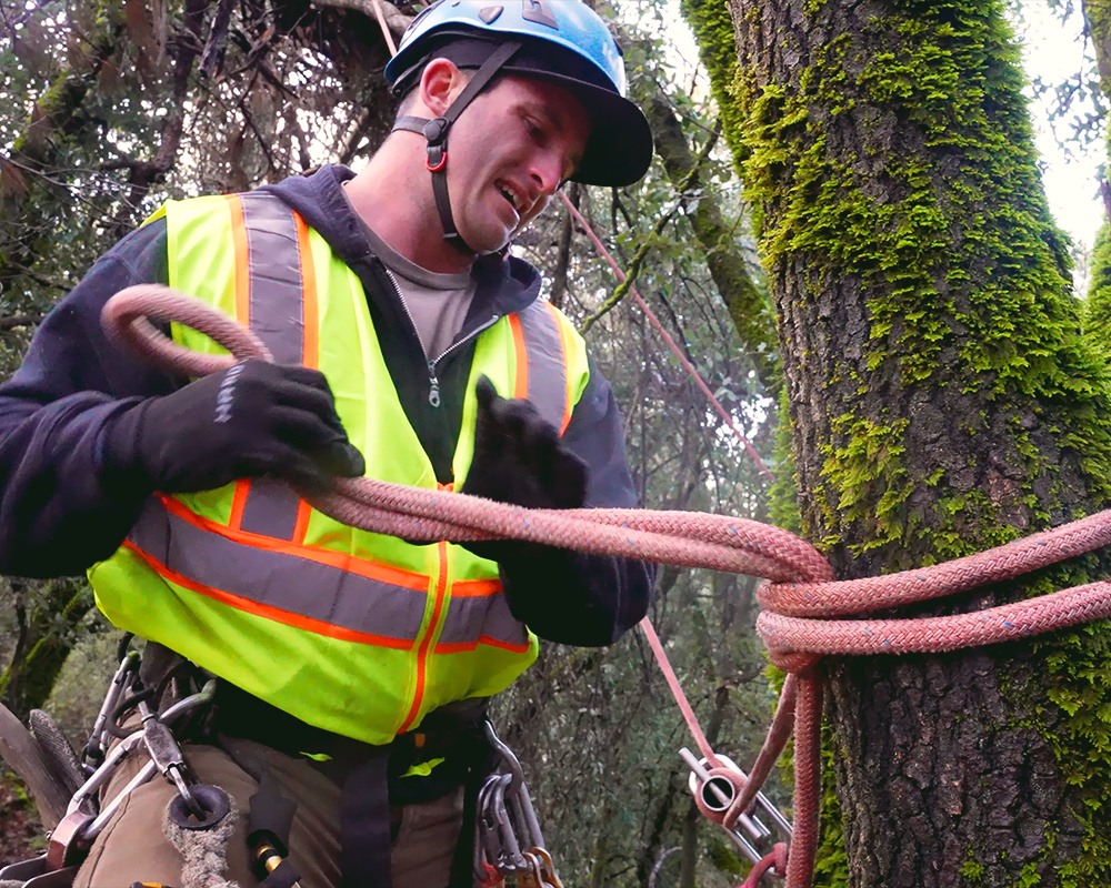 All Aspect Tree Service