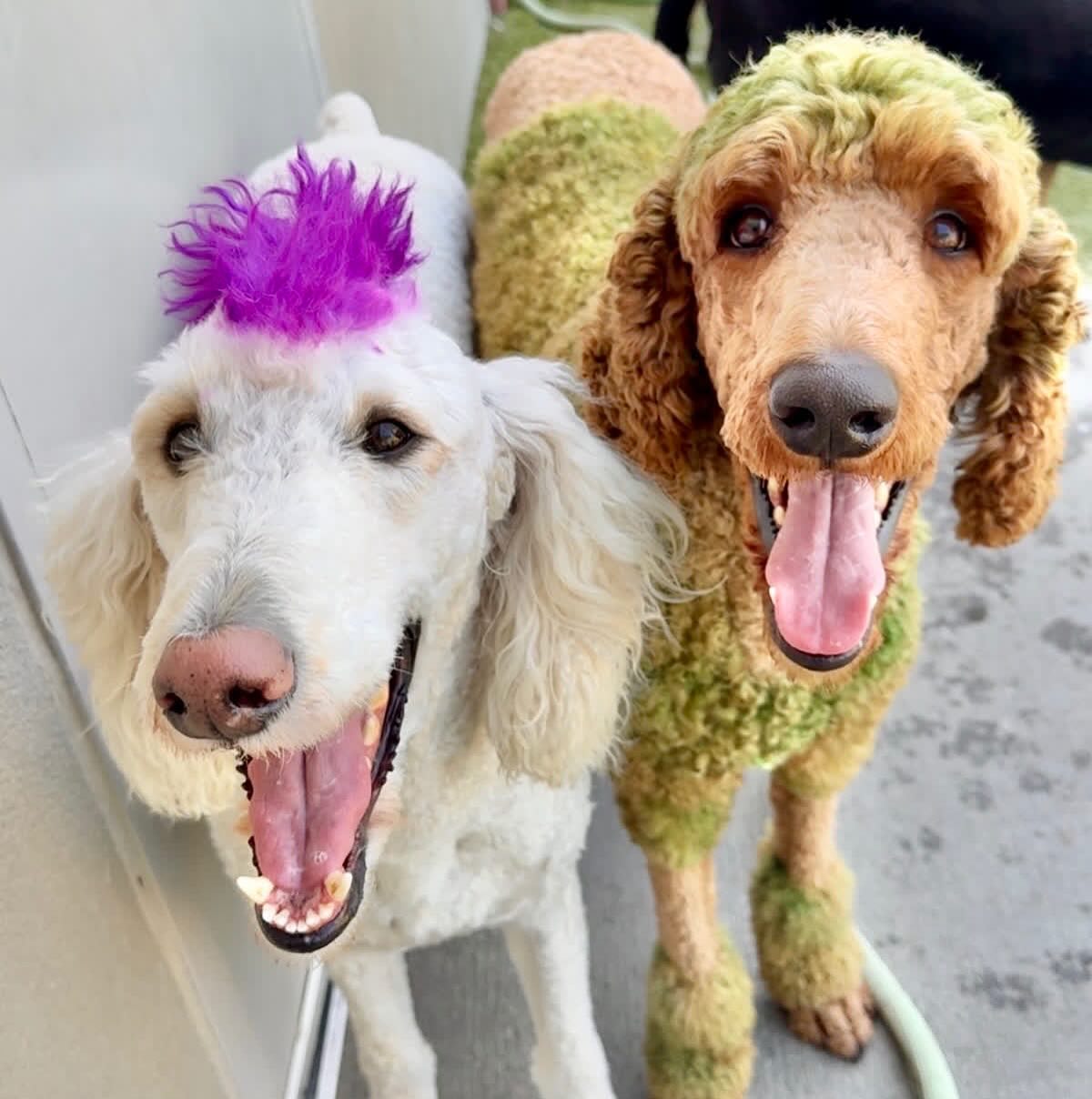 Bed and Biscuit Image