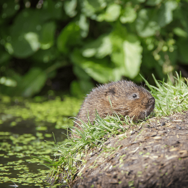 Images Gribskov Naturpleje