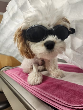 Images VCA Morris Plains Animal Hospital