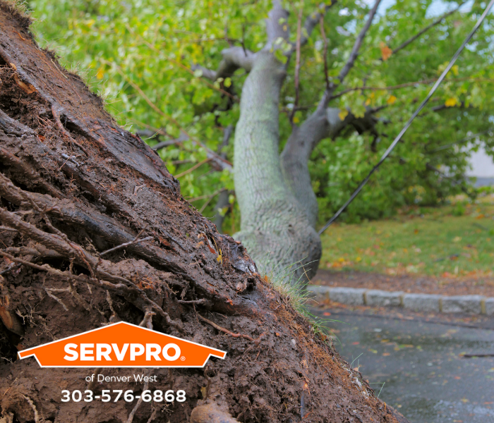 Downed Tree in Parker?