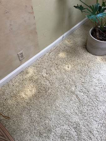 Images Carpet Pro Carpet Cleaning & Dyeing