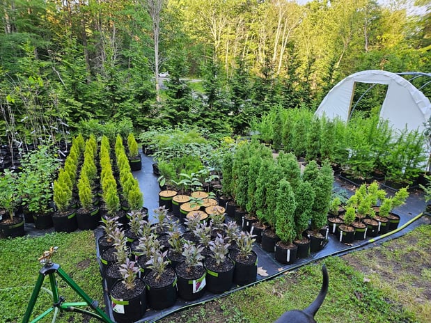 Images A.J.'s Evergreen Nursery, LLC