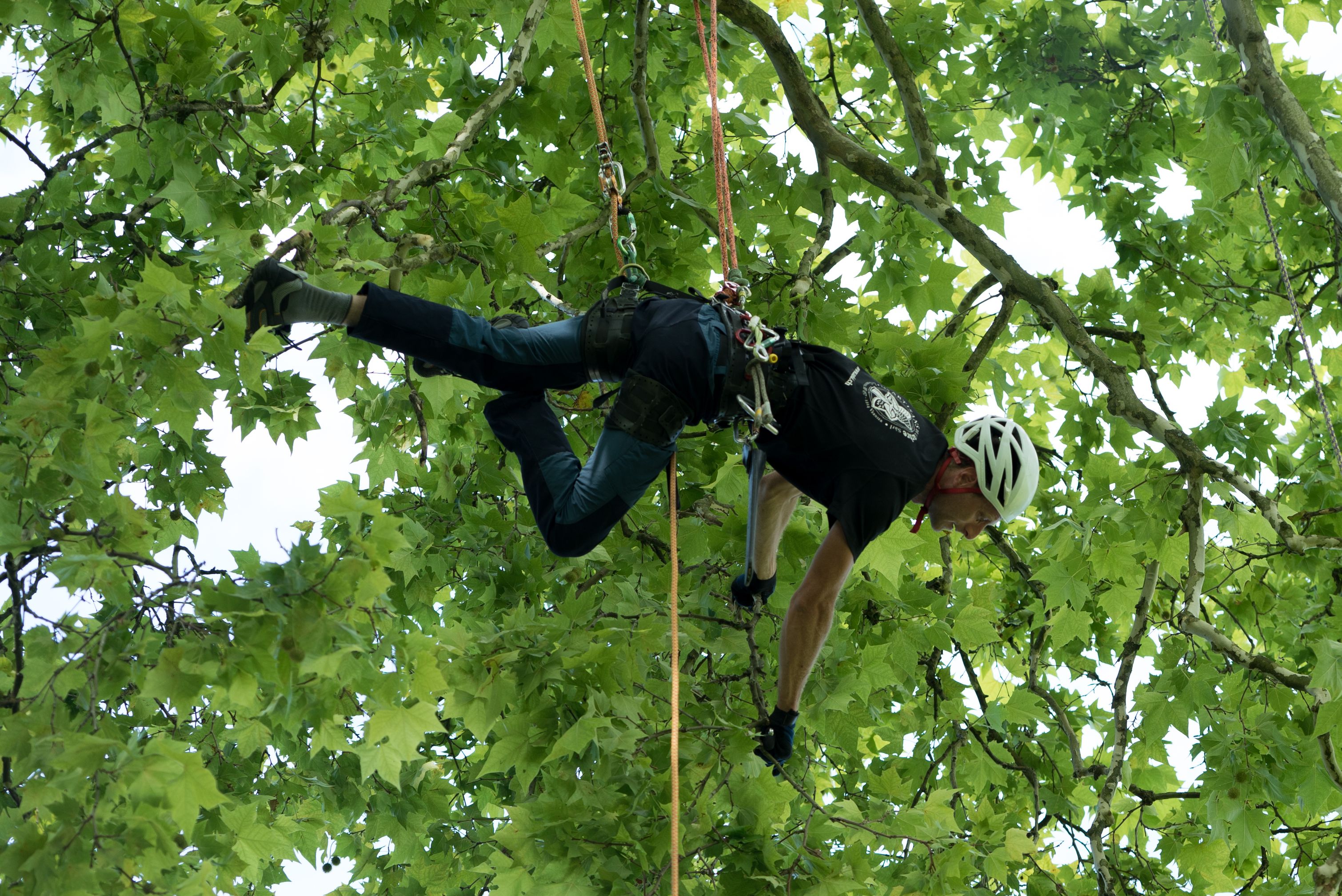 Bilder Les Artisans de L'Arbre Sarl