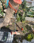 Images Aurora Arbor Care