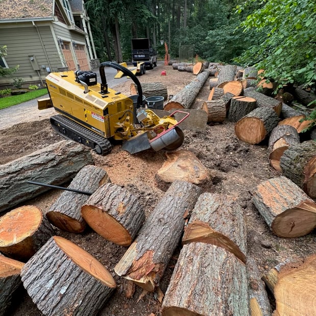 Images Alexa's Tree Service